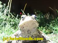 /home//u458753944/public_html/sourcegallery//Roxborough Toad Detour/2022/2022-04-26/P4261099.JPG